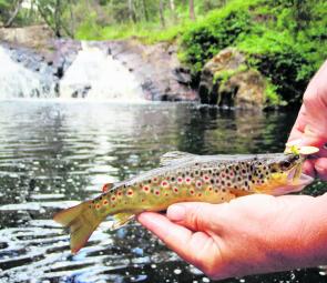 June 11 marks the close of the trout season so there is still time. Trout caught at this stage of the year look magnificent in their bright spawning colours.