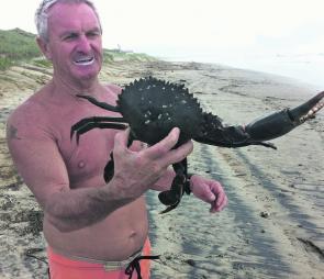 Hello, lunch! Ken Miles, of Evans Head, just picked up this one-armed muddie on Airforce Beach after the flood. 