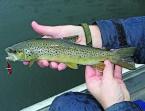 A typical Lake William Hovell brown trout.