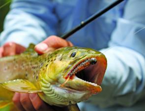 This Rose River brown trout certainly has tough teeth.