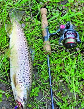 A typical King River brown trout.