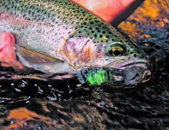 A Tumut River rainbow that took a PowerBait T Tail Minnow fished across the rapids.