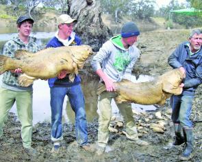 Just a fraction of the many giant cod that killed in the Wakool River after a dissolved oxygen crash that many locals saw coming but were helpless to stop.