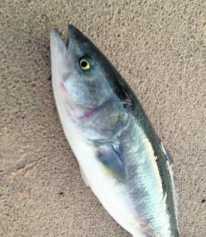 Salmon have been pretty thick along our beaches lately and they should still be there right through September. Most beaches attract the sambos, so keep an eye out and scan the gutters for darker patches of fish.