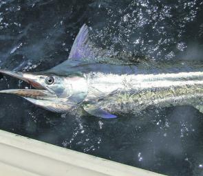 There is no better sight than a marlin beside the boat, healthy and about to be released.
