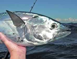 Fat little mackerel tuna always come in handy for snapper baits and fight well, too.