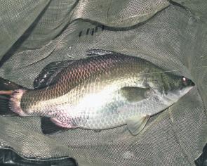 Check out the unusual shape of this barramundi! For a short fish it’s extremely stocky!