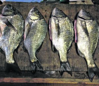 These quality bream were caught in the Tarwin River. They were the unlucky ones, as many others were returned to the water.