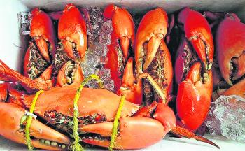 Mud crabs should be on offer this month.