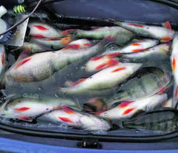 This is what 30 keeper redfin caught in a two hour jigging session look like.