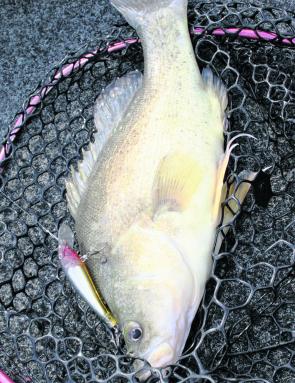 Golden perch will be active across the rivers and lakes. There are few better ways to catch them than trolling a lure. In this case a 3m Halco Hamma.