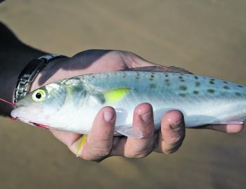 Long shank hooks are quite versatile and are ideal for whiting, silver trevally, flathead and salmon.
