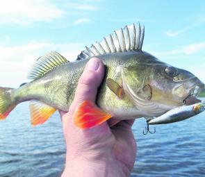 Lake Elingamite’s redfin population remains elusive but this specimen fell to a Pontoon 21 lure cast close to weed structure.