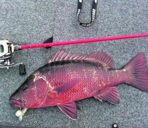 How’s this for a red devil? They’ll be bigger and nastier this month and even smashing surface lures.