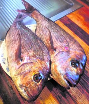 Solid pinkie snapper have been keeping anglers very happy in the lead up to spring.