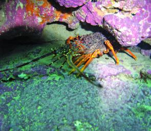 Many crayfish will have escape holes in their homes and will back away once you approach.