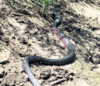 Bemm has stunning wildlife like this handsome red belly black snake – more than just a fishing experience.