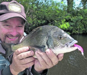 Sinking hardbodies like this pink Hurricane Kaplunk are a must in river snags. 