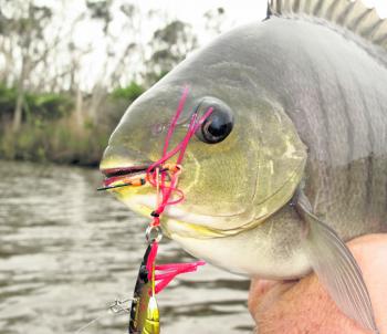 Luderick can be a surprise catch at Bemm when fishing the lake or deep channel.