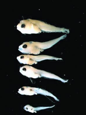 Snapper larvae spend up to 25 days in the water column, reaching 12mm in length, before settling to the bottom as tiny juveniles. Photo courtesy of Fisheries Victoria, DEPI.