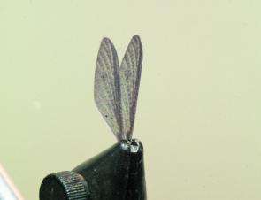 Take the pre-formed mayfly wings and folds them as shown, ensuring the dull side is on the outside.