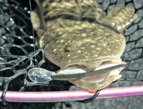 This lovely little flathead was more than happy to smash a deep diving minnow.