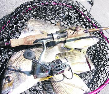 A nice bag of five bream caught while chucking Cranka Crabs along the rocky shoreline in South West Arm.