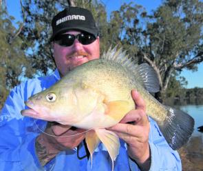 Brett Evans with a ripper golden perch caught on bait near Wemen on the Murray. 