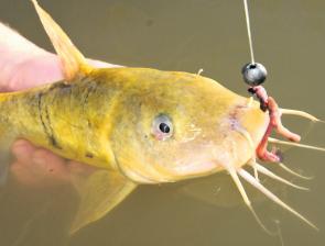 Catfish have been regular catches on bait in most areas. 