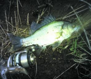 Clive Rendell caught this nice little Blue Rock bass using worms fished on the bank. These fish have remained active through winter.