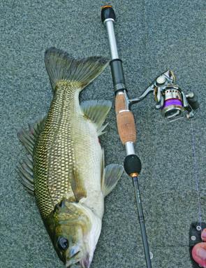 This Somerset bass was smashing the lure so hard that the soft plastic was found deep down its throat. 