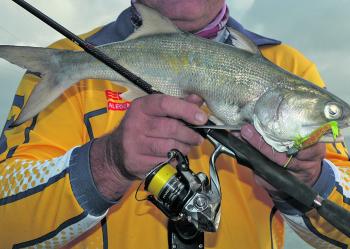 Salmon are a by-catch species you will encounter on a grunter chase. Not great table fare, but excellent fun to catch on light gear.