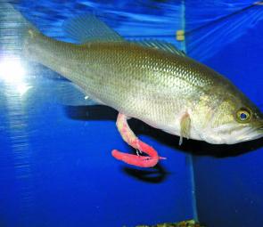 Here the fish easily defecates a Gulp softbait, which have not been proven to harm fish in any way.