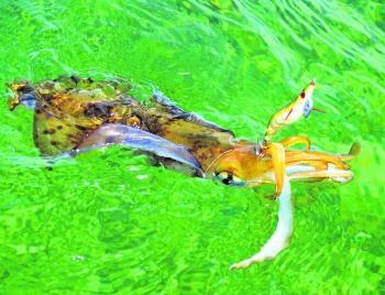 Squid have been moving about on most reefs and rubble patches within Port Phillip Bay.