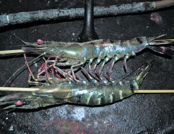 Prawns can be caught with a cast net in the shallows during floodwater run-off.