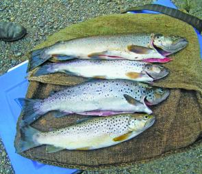 Four nice trout from Huntsman’s Lake – A brilliant opening season water.