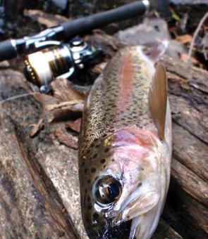 A bead-head Woolly Bugger can be thrown on spin gear with a light enough outfit.