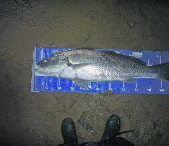 Mulloway are at the top of the target list for beach anglers at night.