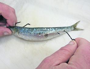 Rigging a pilchard with the running hook rig. To secure the tail hook, two half hitches are required to hold the bait to the hook.