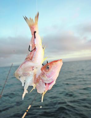 Fishing Monthly Magazines : The snapper rigging conundrum