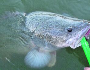 A typical Murray River cod set for release. Fish like these are common in pool waters in autumn.
