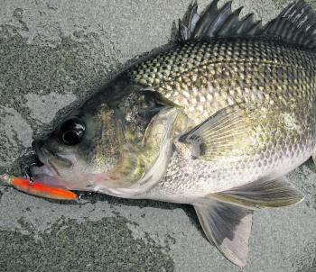 This bass hit a brightly coloured diving hardbody cast around fallen timber. Although surface lures and spinnerbaits are the first choice of many anglers, old school hardbody lures will always have their place.