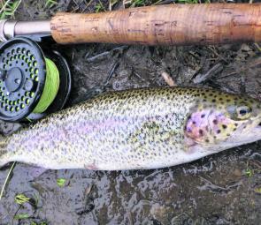 A nice healthy rainbow caught on a small hardbodied lure.