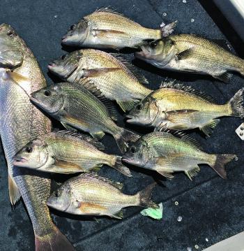 A Glenelg River mixed bag.