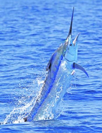 This month should see good numbers of small black marlin inshore as well as a good bite of billfish on the shelf.