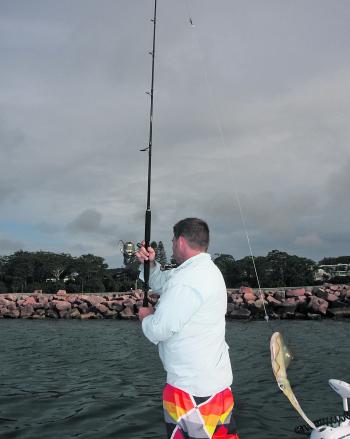 Live squid fished around the rock wall is by far the best way to get connected to both kingfish and mulloway.