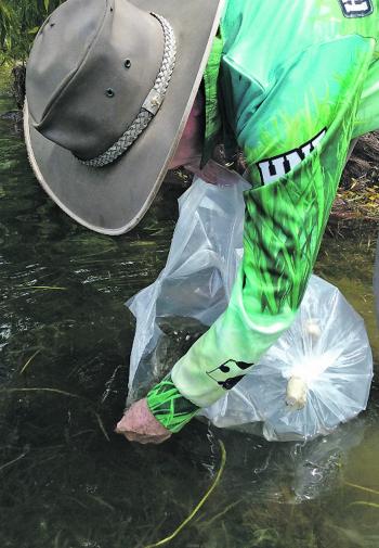 Local club Hunter Native Fish released fingerlings into Lostock Dam in December.