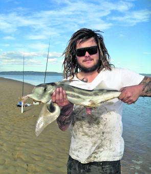 Stockyard Point has seen some nice fish caught recently including elephant fish.