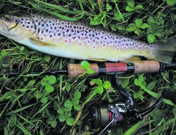 Myth busted! This brown trout was caught on a Redheaded Cockchafer Grub, often incorrectly referred to as a witchetty grub – a grub that is meant to be a poor trout bait.