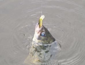This small creek bass had no hesitation in grabbing a sinking Rapala minnow.